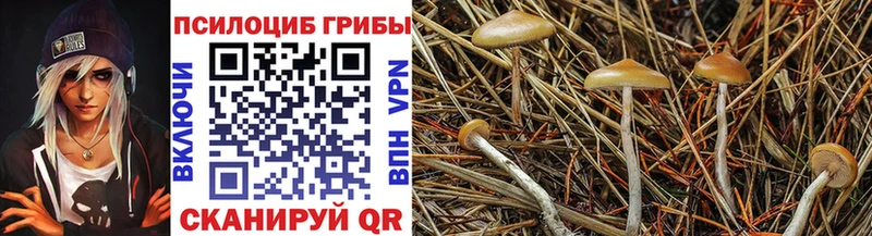 Купить где  Кирс  Псилоцибиновые грибы Cubensis 